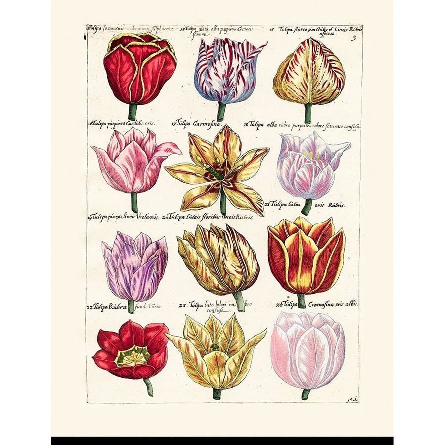 Tulips en Masse I Poster Print - Unknown-VARPDX56038Z Image 1