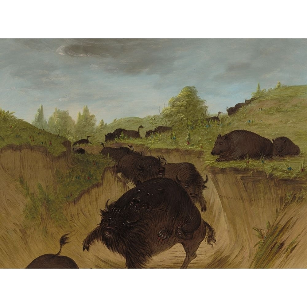 Grizzly Bears Attacking Buffalo Poster Print by George Catlin-VARPDX56063 Image 1