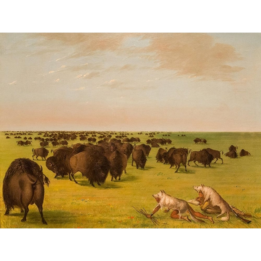 Buffolo Herd Grazing Poster Print by George Catlin-VARPDX56095 Image 1