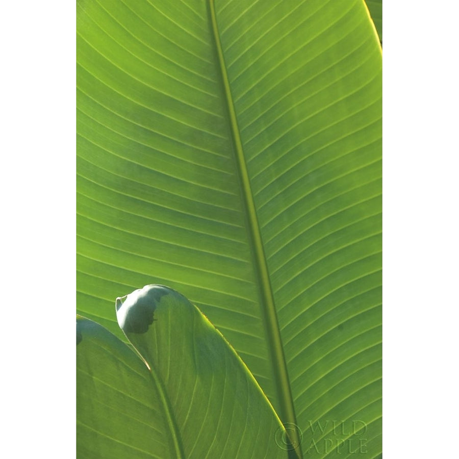 Palm Detail III Poster Print by Wild Apple Portfolio Wild Apple Portfolio-VARPDX56302 Image 1