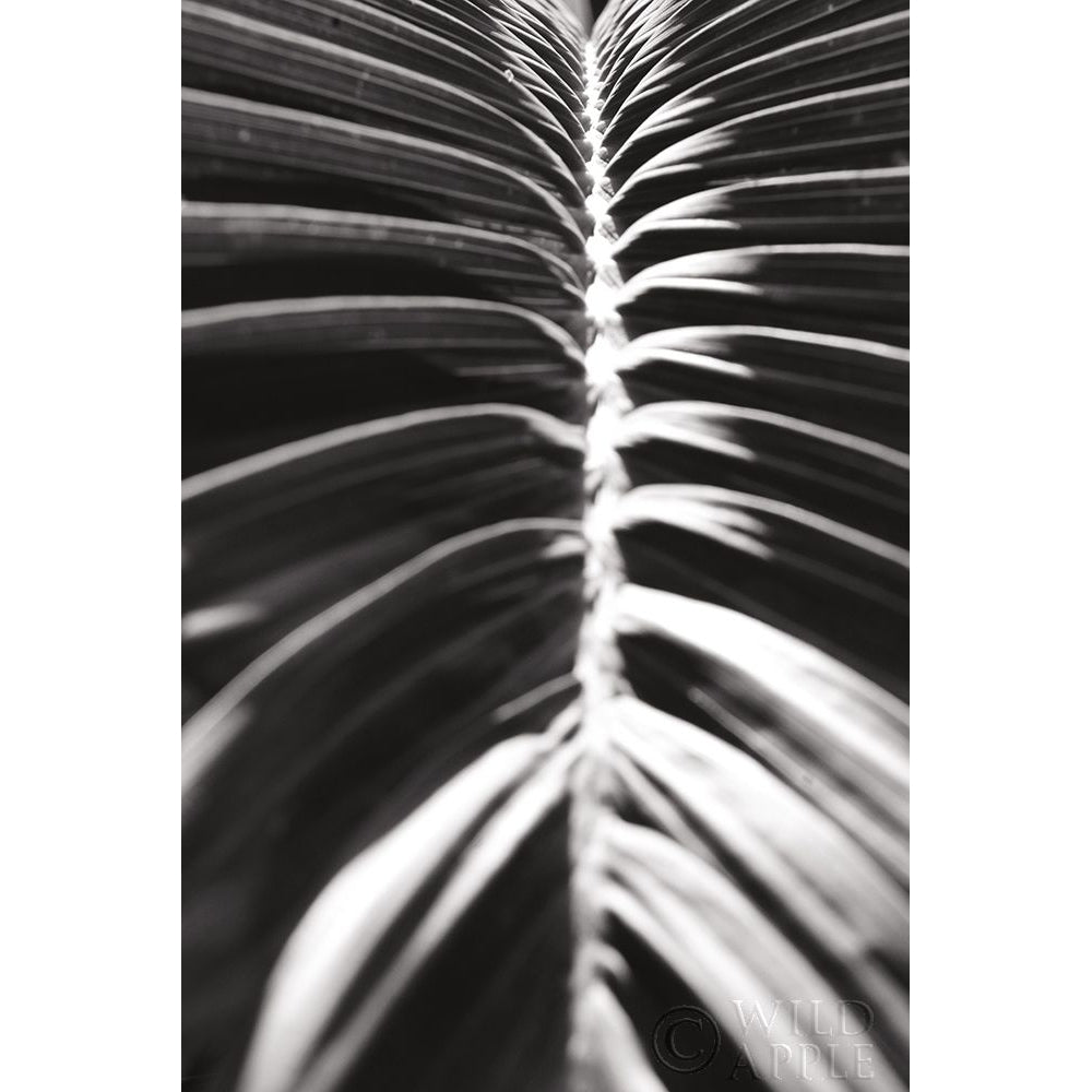 Palm Detail II BW Poster Print by Wild Apple Portfolio Wild Apple Portfolio-VARPDX56305 Image 1