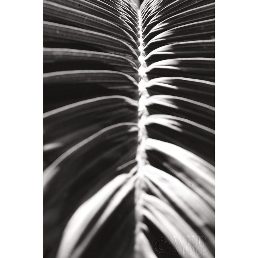 Palm Detail II BW Poster Print by Wild Apple Portfolio Wild Apple Portfolio-VARPDX56305 Image 1