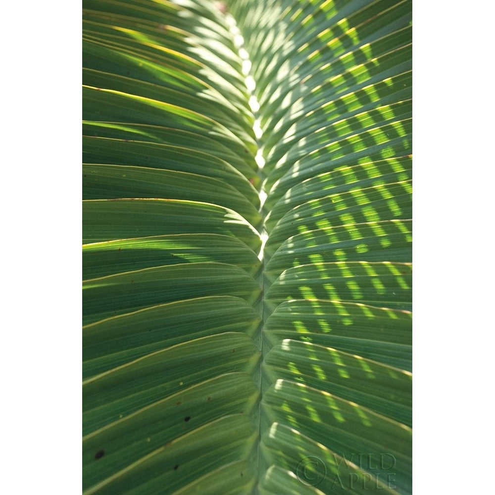 Palm Detail I Poster Print by Wild Apple Portfolio Wild Apple Portfolio-VARPDX56300 Image 1