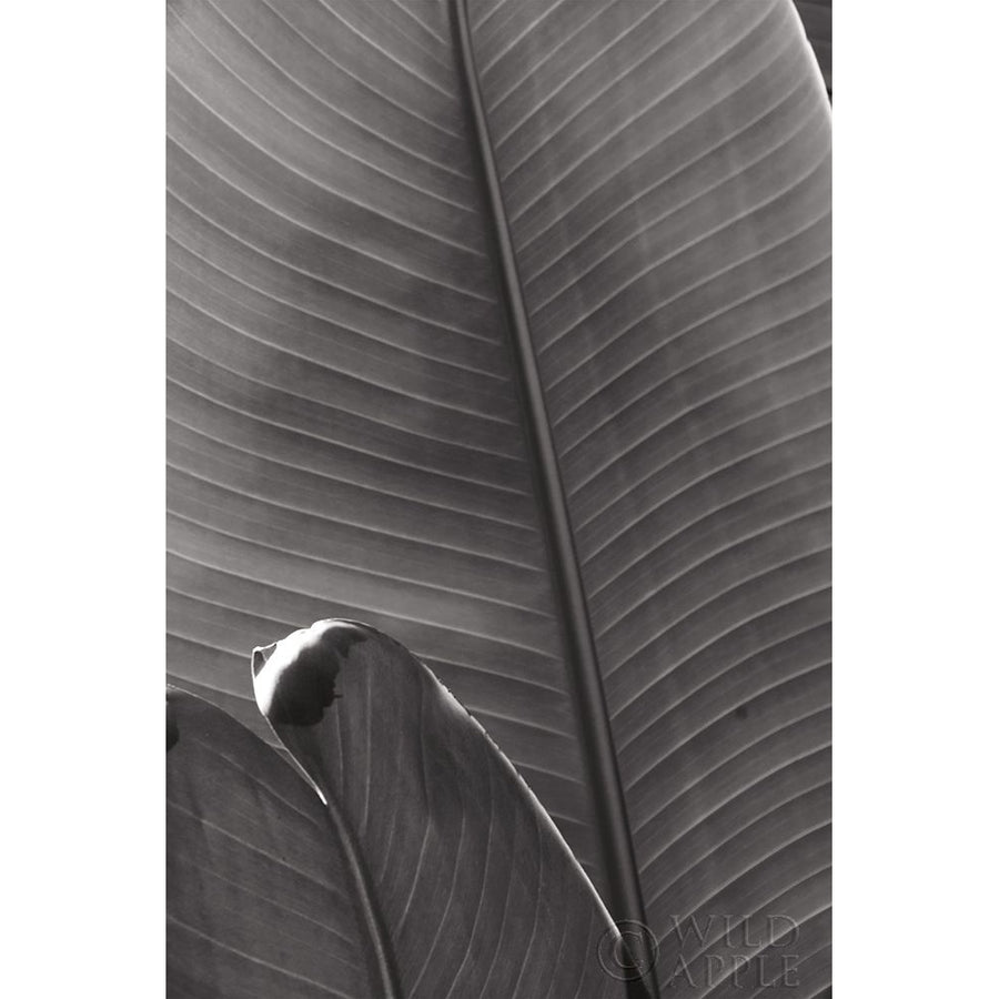 Palm Detail III BW Poster Print by Wild Apple Portfolio Wild Apple Portfolio-VARPDX56306 Image 1