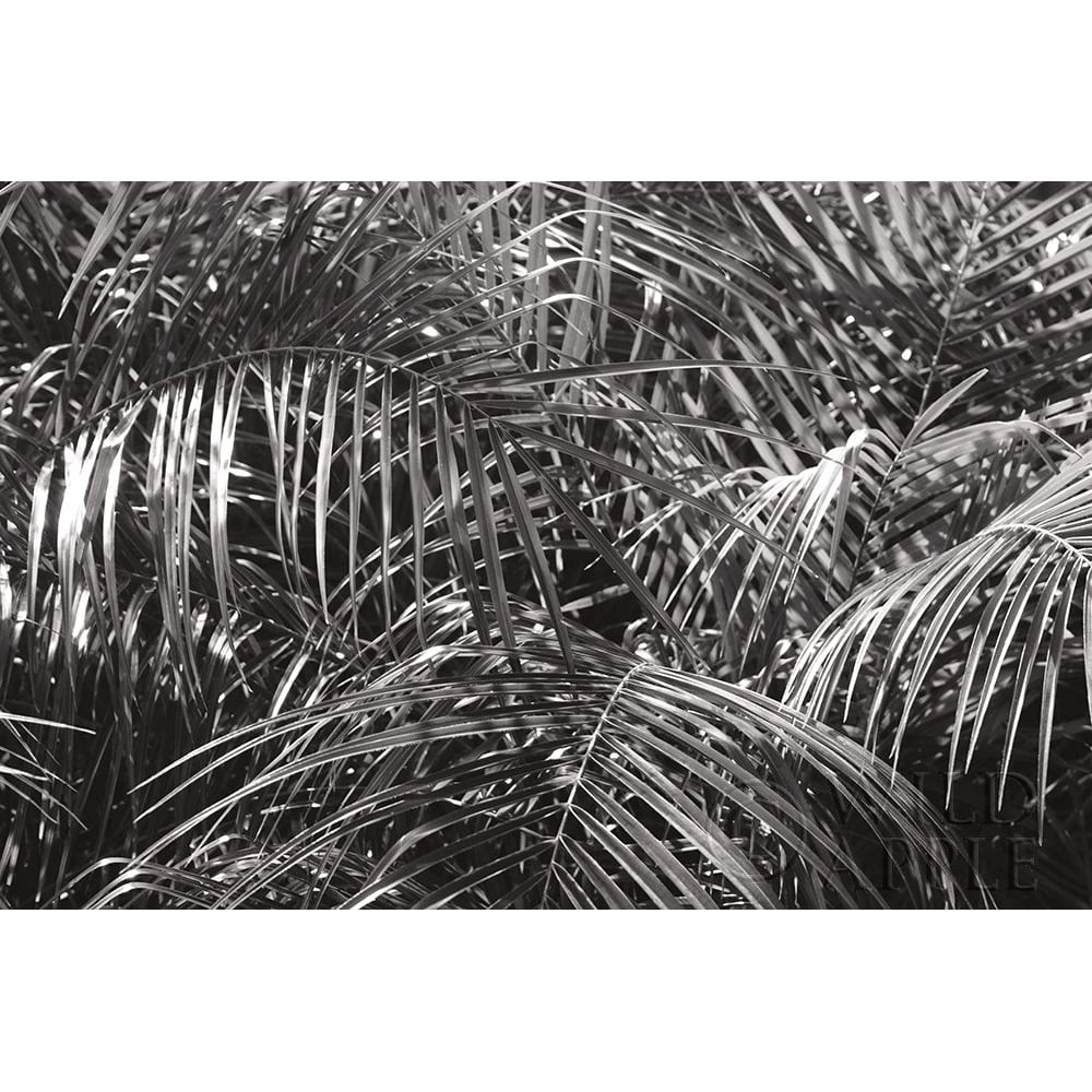 Tropical Fronds BW Poster Print by Wild Apple Portfolio Wild Apple Portfolio-VARPDX56309 Image 1