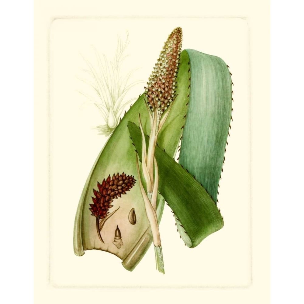 Exotic Flora I Poster Print - Studio Vision-VARPDX56621Z Image 1