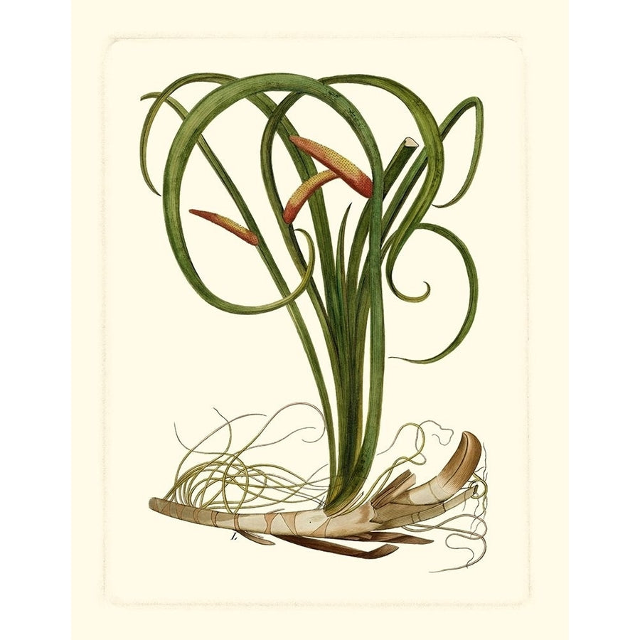 Exotic Flora VI Poster Print - Studio Vision-VARPDX56626Z Image 1