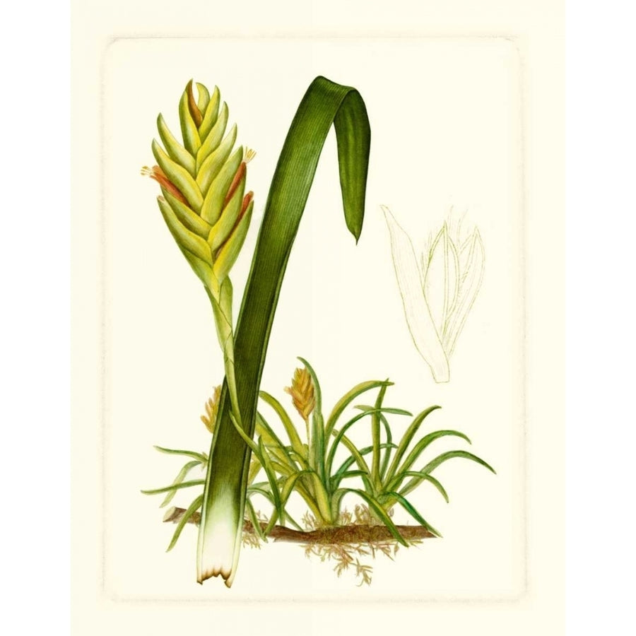 Exotic Flora IV Poster Print - Studio Vision-VARPDX56624Z Image 1