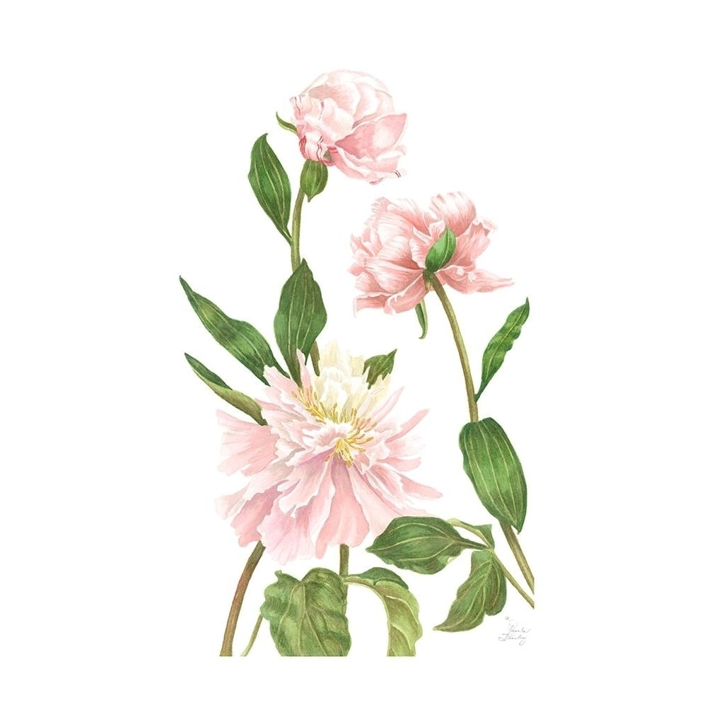 Peony III Poster Print - Pamela Shirley-VARPDX56734FN Image 1