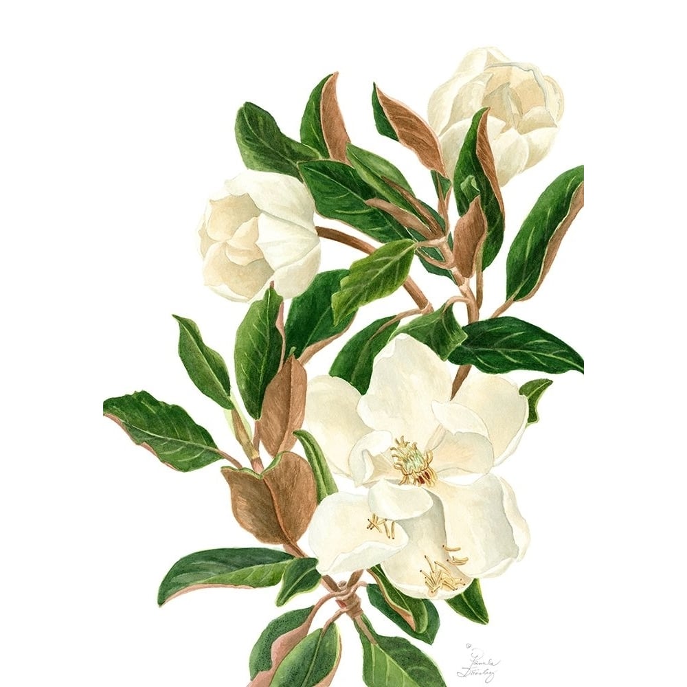 Magnolia II Poster Print - Pamela Shirley-VARPDX56736FN Image 1