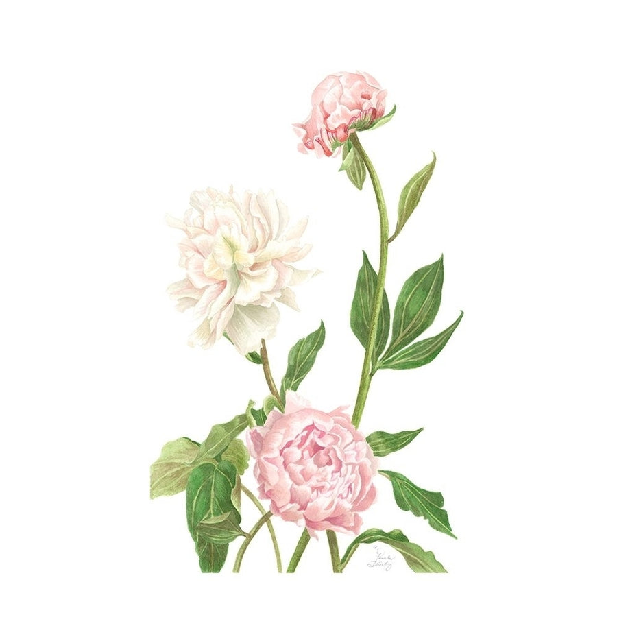 Peony I Poster Print - Pamela Shirley-VARPDX56732FN Image 1