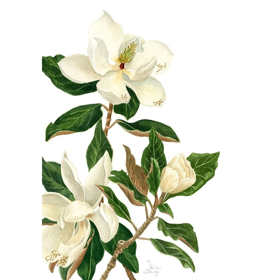 Magnolia I Poster Print - Pamela Shirley-VARPDX56735FN Image 1