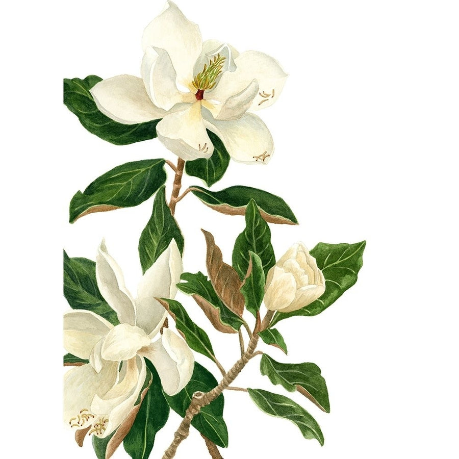 Magnolia I Poster Print - Pamela Shirley-VARPDX56735Z Image 1