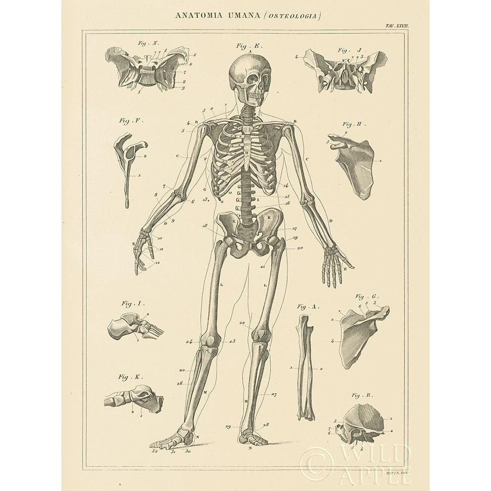 Skeleton Chart Poster Print by Wild Apple Portfolio Wild Apple Portfolio-VARPDX56937 Image 1