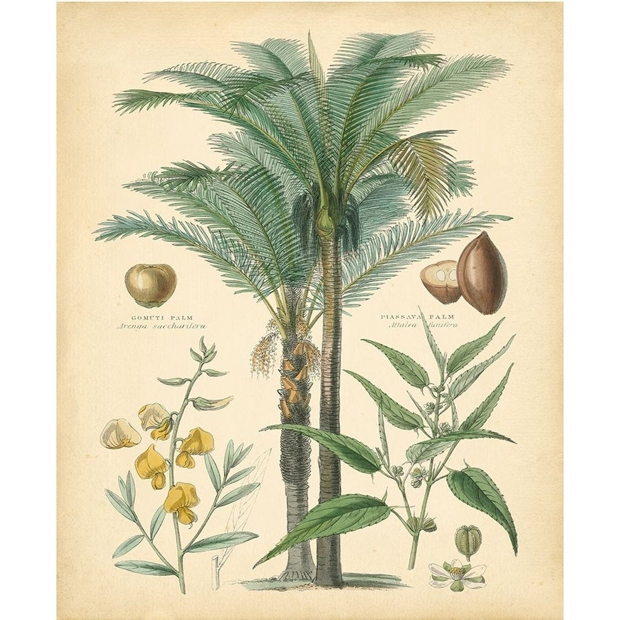 Fruitful Palm I Poster Print - Studio Vision-VARPDX57018Z Image 1