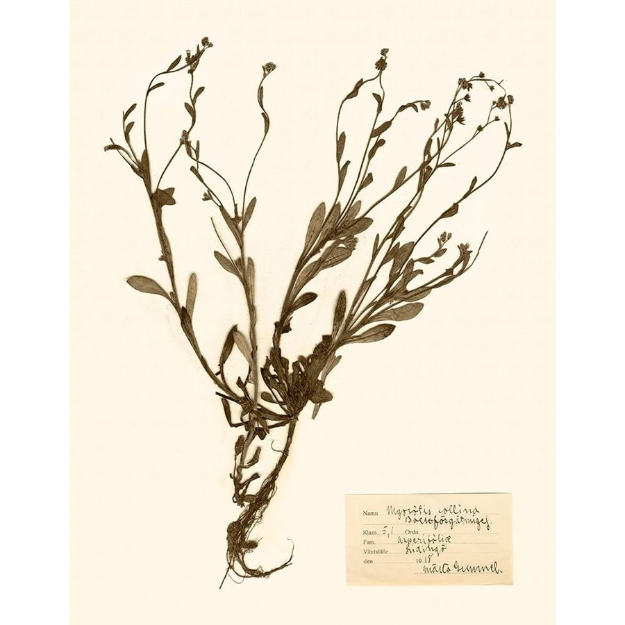 Pressed Flower Study II Poster Print - Studio Vision-VARPDX57109Z Image 1