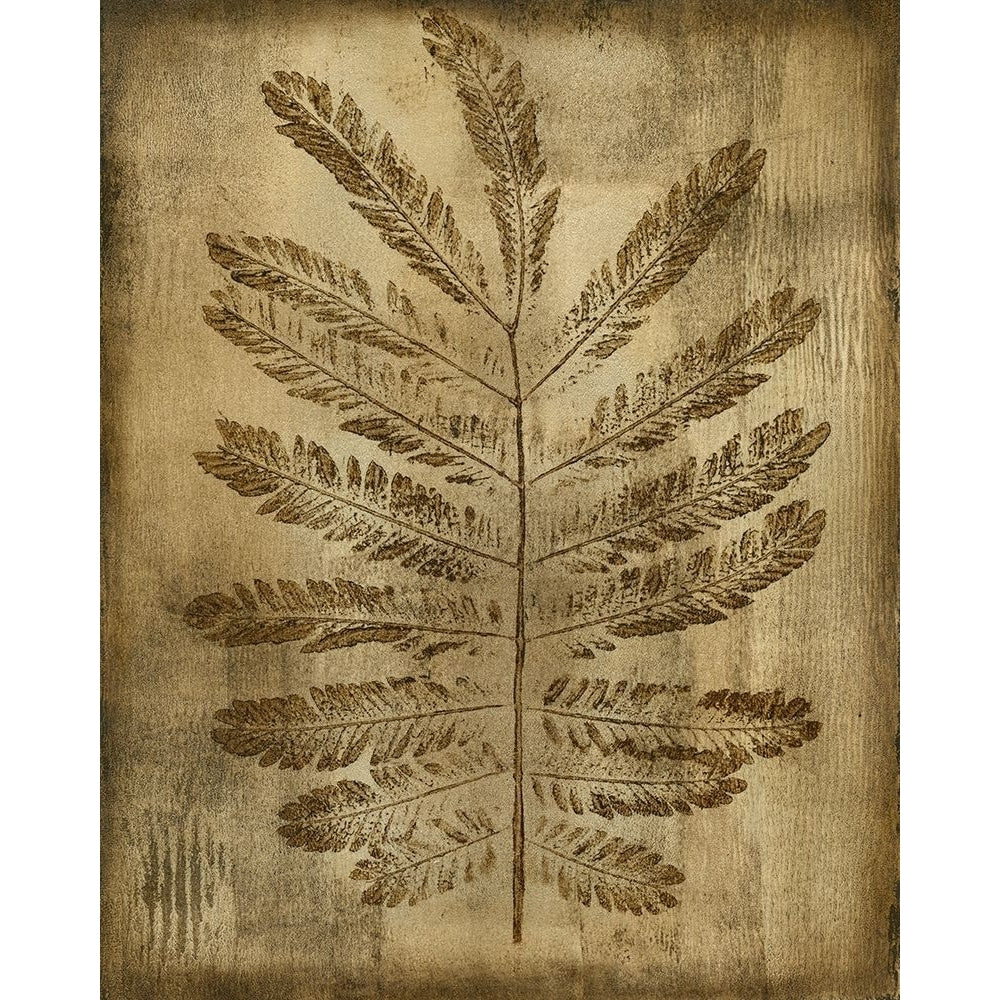 Sepia Drenched Fern I Poster Print - Nancy Slocum-VARPDX57352FN Image 1