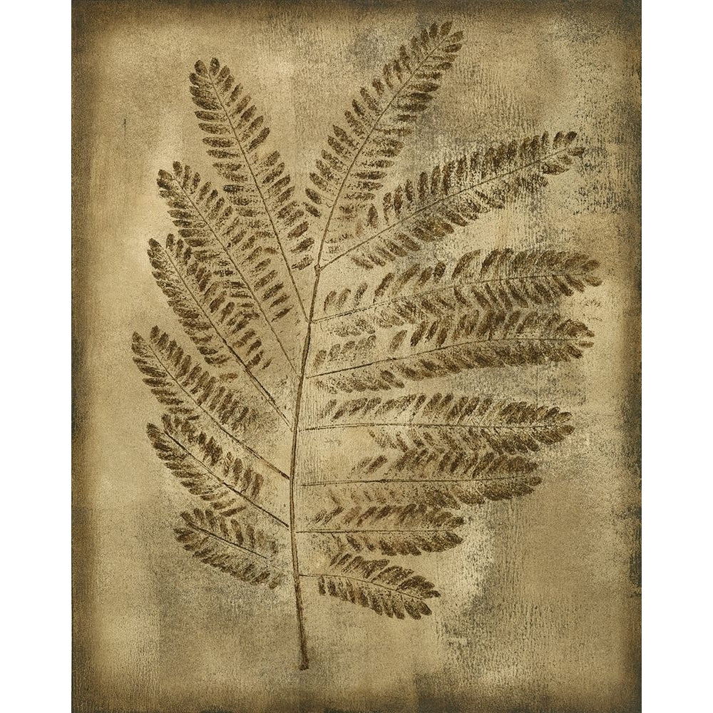 Sepia Drenched Fern II Poster Print - Nancy Slocum-VARPDX57353FN Image 1