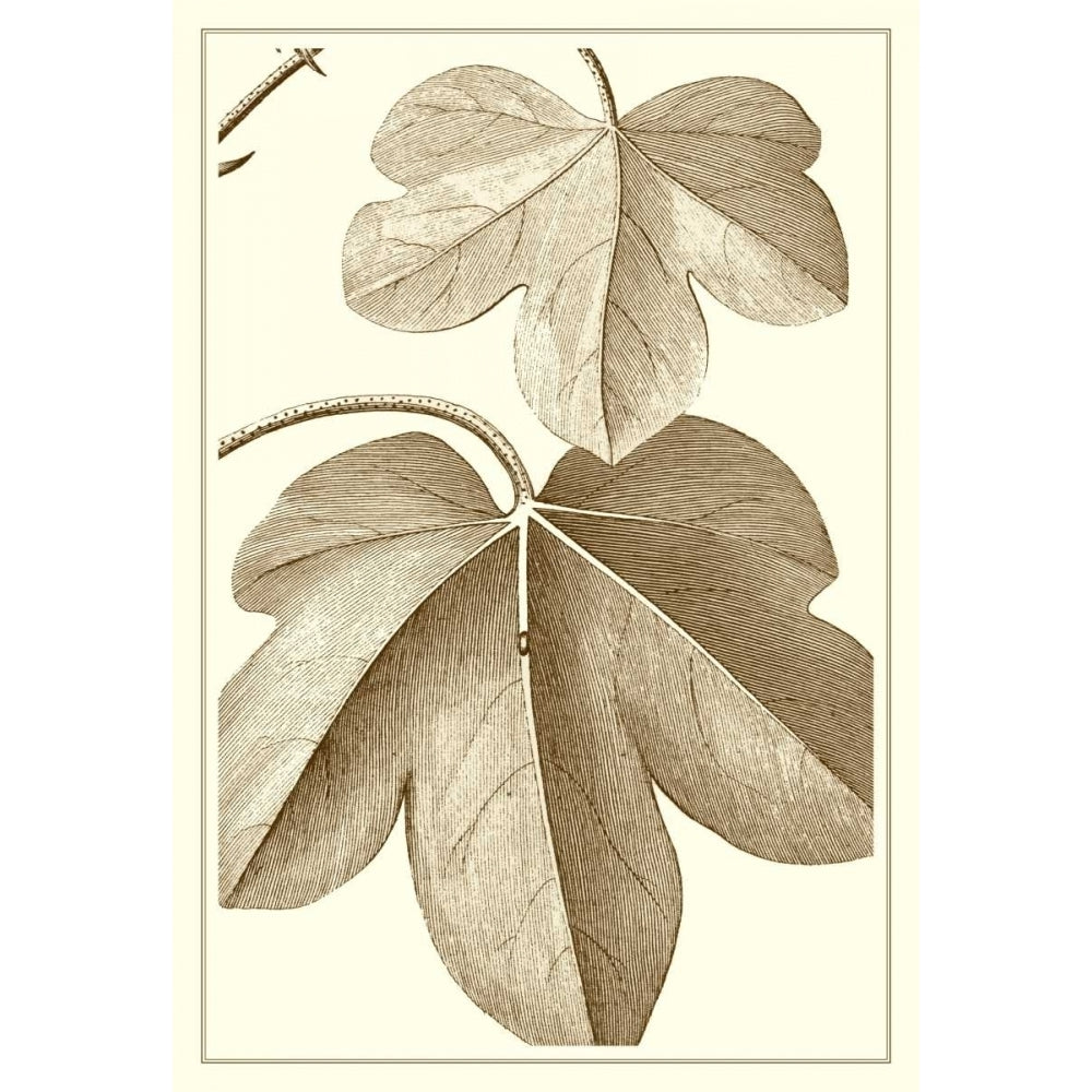 Cropped Sepia Botanical III Poster Print - Studio Vision-VARPDX57376Z Image 1