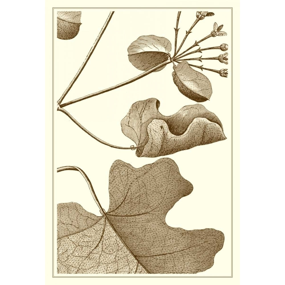 Cropped Sepia Botanical I Poster Print - Studio Vision-VARPDX57374Z Image 1