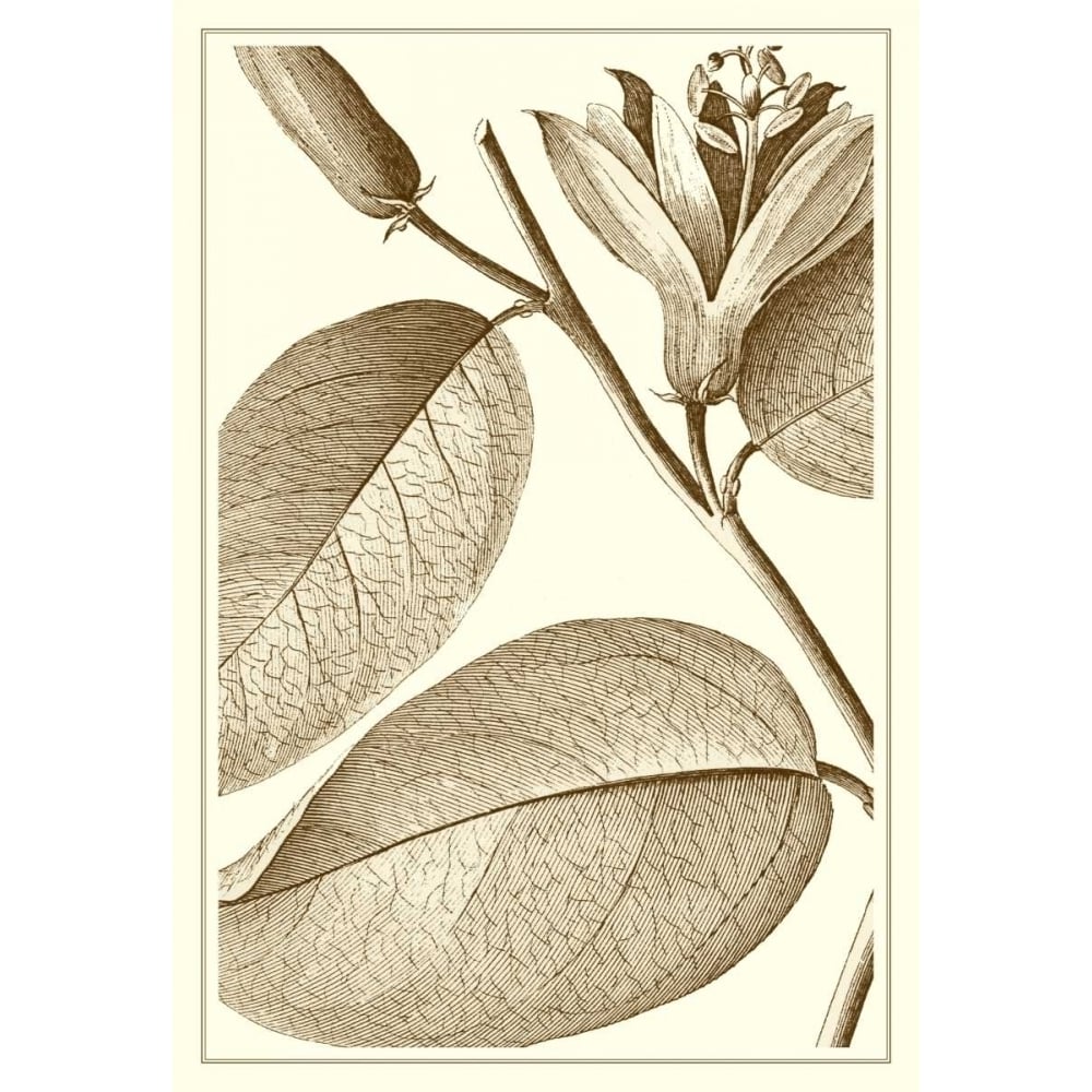 Cropped Sepia Botanical II Poster Print - Studio Vision-VARPDX57375Z Image 1