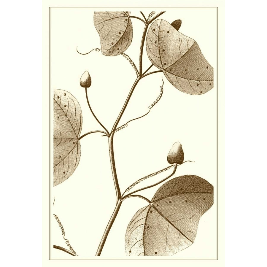 Cropped Sepia Botanical IV Poster Print - Studio Vision-VARPDX57377Z Image 1