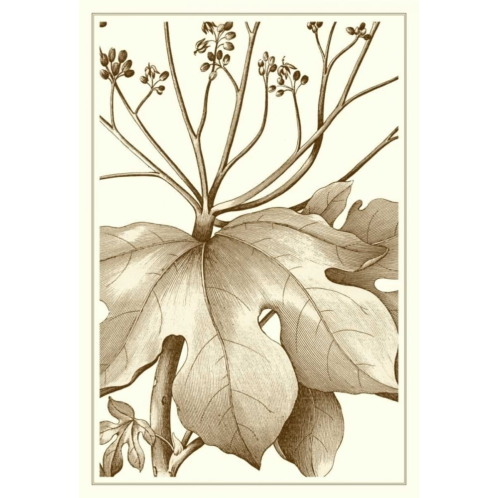 Cropped Sepia Botanical VI Poster Print - Studio Vision-VARPDX57379Z Image 1