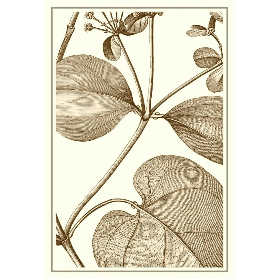 Cropped Sepia Botanical V Poster Print - Studio Vision-VARPDX57378Z Image 1