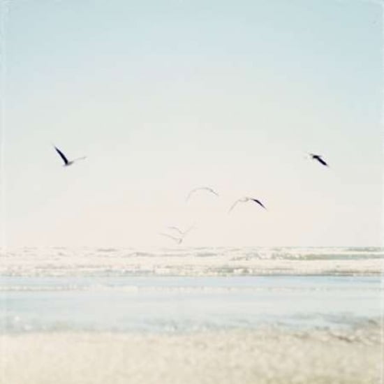 Faded Flight Poster Print by Susannah Tucker Photography-VARPDX573TUC1019 Image 1