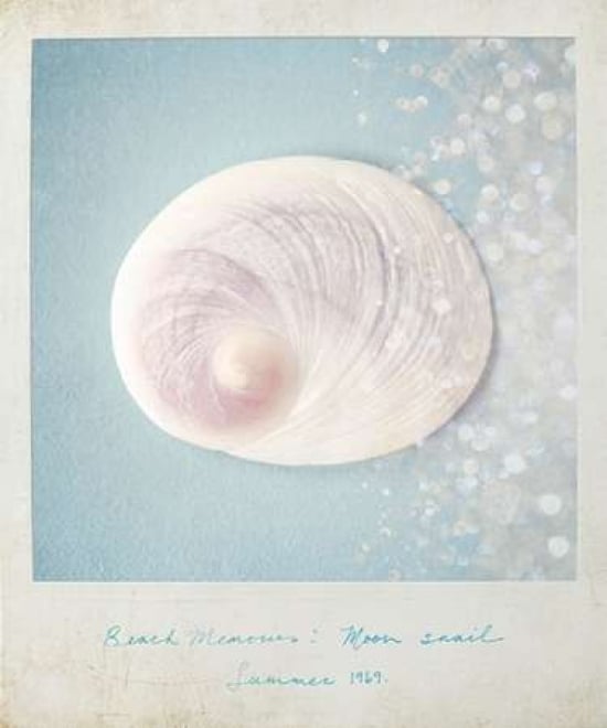 Beach Memories Moon Snail Poster Print by Susannah Tucker Photography-VARPDX573TUC1102 Image 1