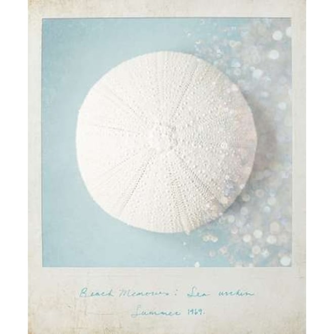 Beach Memories Sea Urchin Poster Print by Susannah Tucker Photography-VARPDX573TUC1104 Image 2