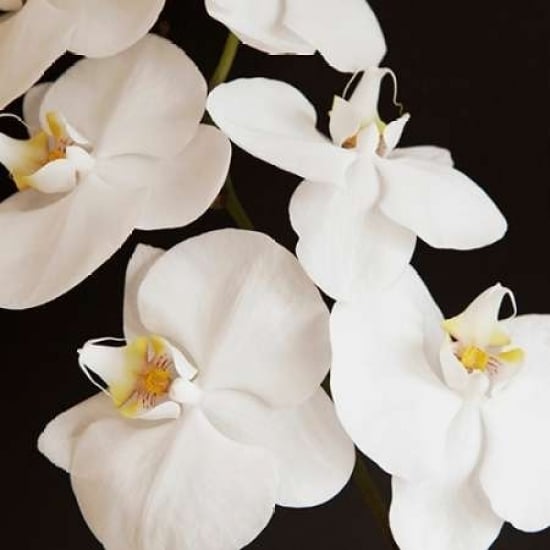 Dramatic Orchid 1 Poster Print by Susannah Tucker Photography-VARPDX573TUC1178 Image 2