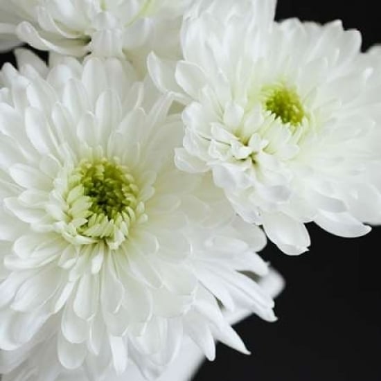 Dramatic Chrysanthemum 1 Poster Print by Susannah Tucker Photography-VARPDX573TUC1180 Image 2