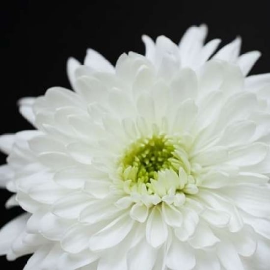 Dramatic Chrysanthemum 2 Poster Print by Susannah Tucker Photography-VARPDX573TUC1181 Image 1