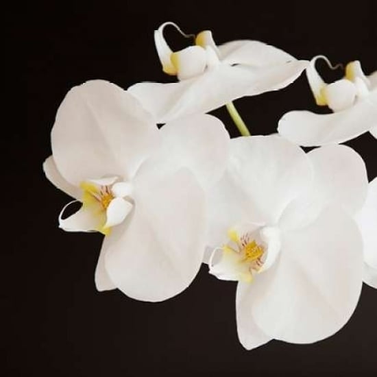 Dramatic Orchid 2 Poster Print by Susannah Tucker Photography-VARPDX573TUC1179 Image 2