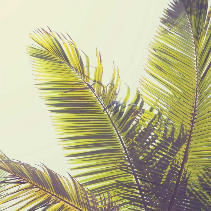 Sunshine Palm Trees Poster Print by Susannah Tucker Photography-VARPDX573TUC1198 Image 2