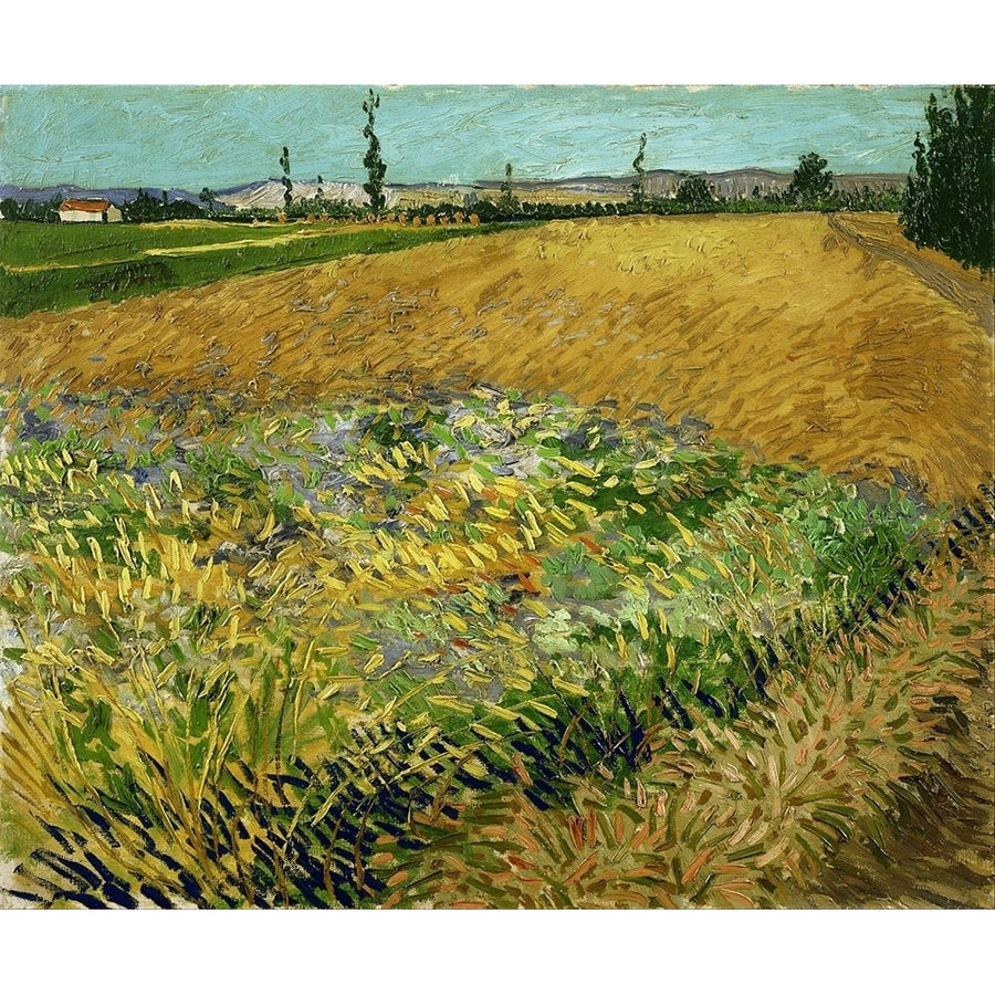 Wheatfield by Vincent van Gogh-VARPDX57497 Image 1