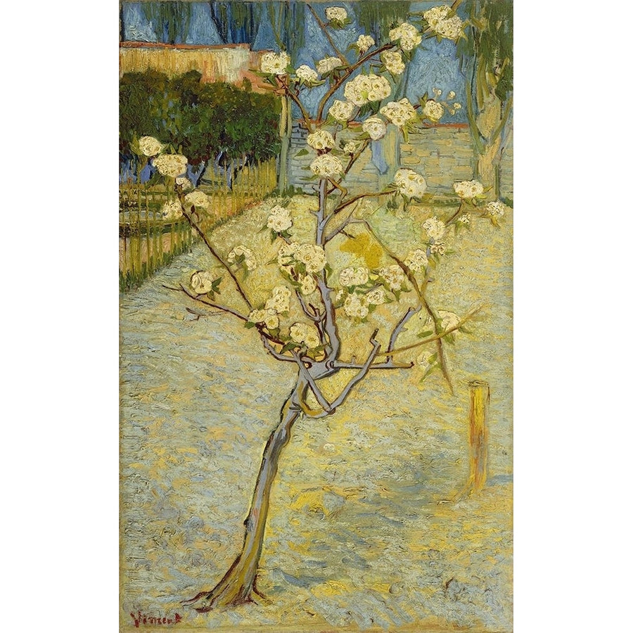 Small pear tree in blossom by Vincent van Gogh-VARPDX57542 Image 1