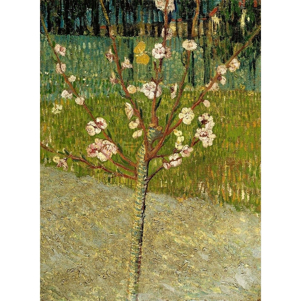 Almond tree in blossom by Vincent van Gogh-VARPDX57553 Image 1