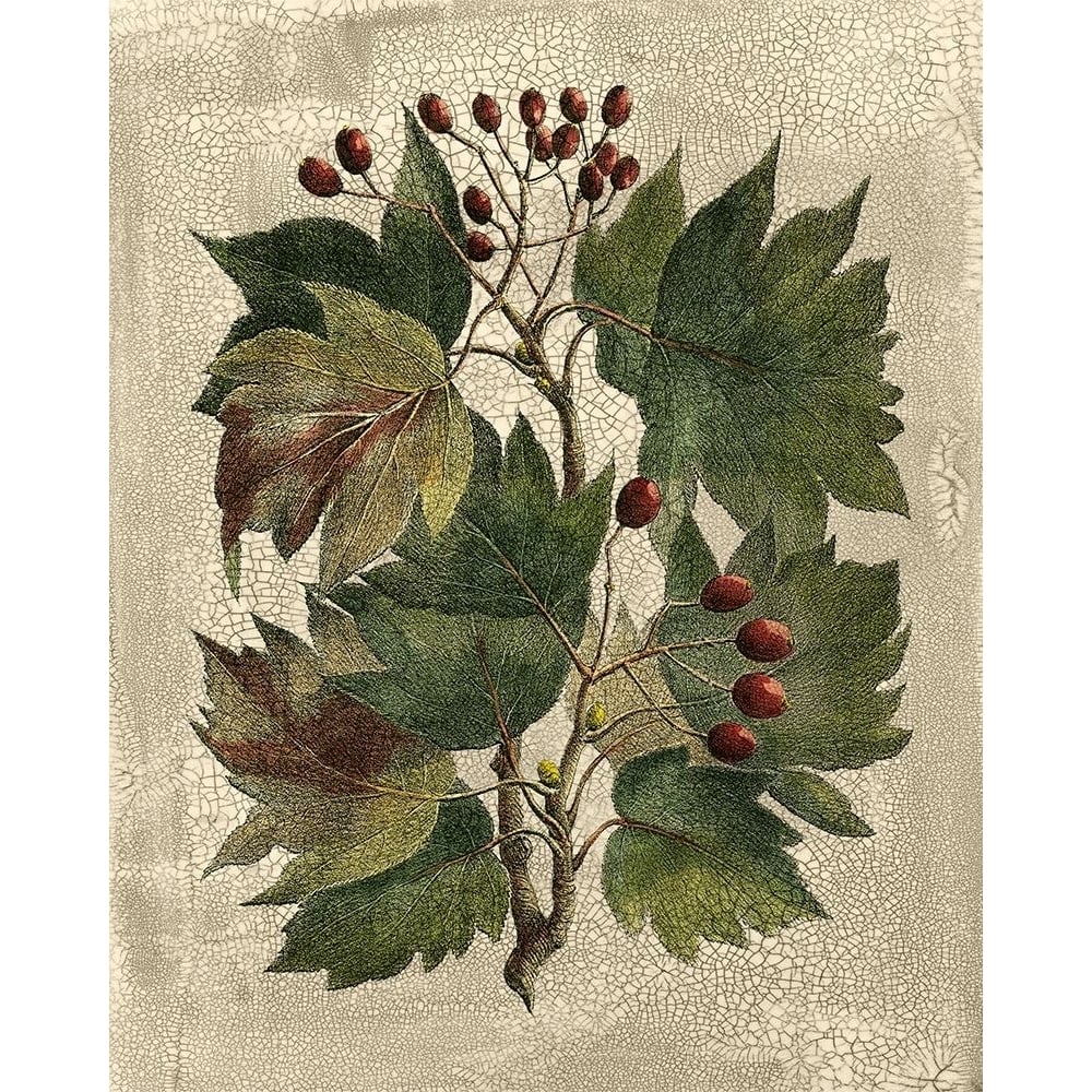 Deshayes Tree I Poster Print - Gerard Paul Deshayes-VARPDX57902Z Image 1