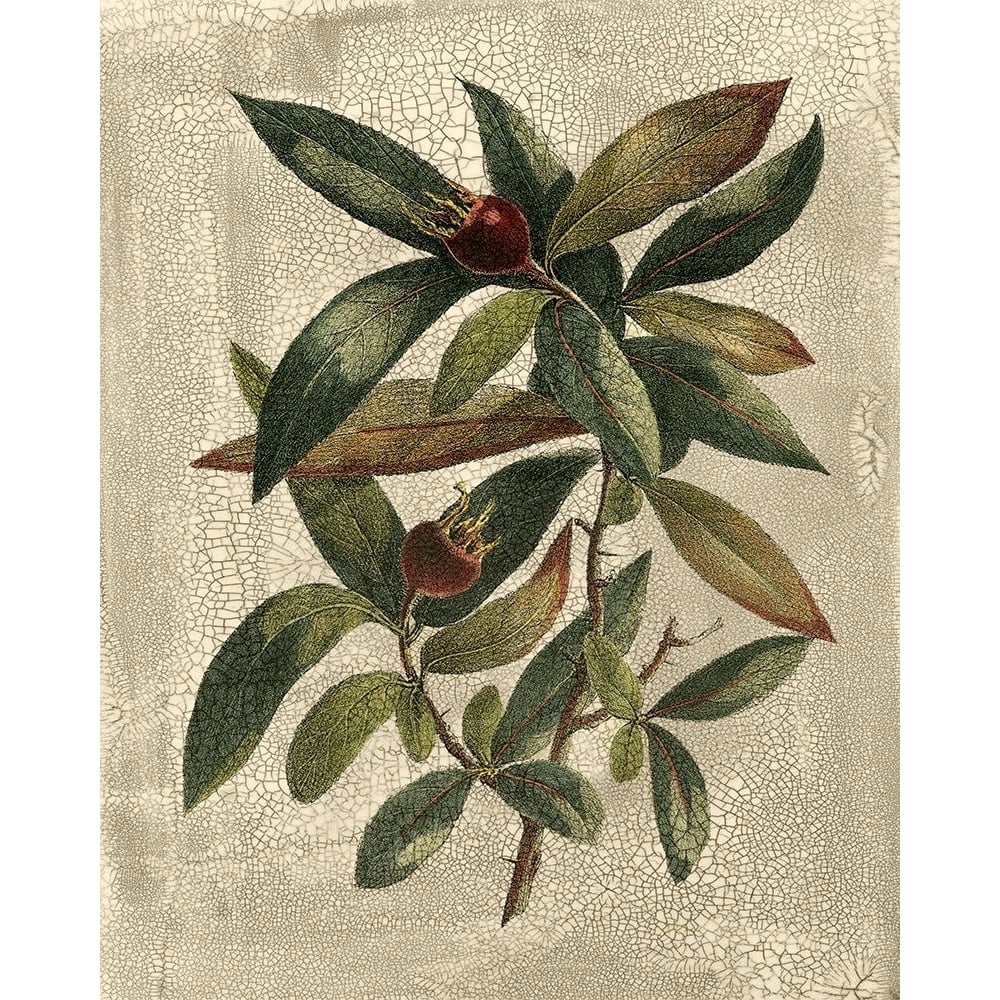 Deshayes Tree III Poster Print - Gerard Paul Deshayes-VARPDX57904Z Image 1