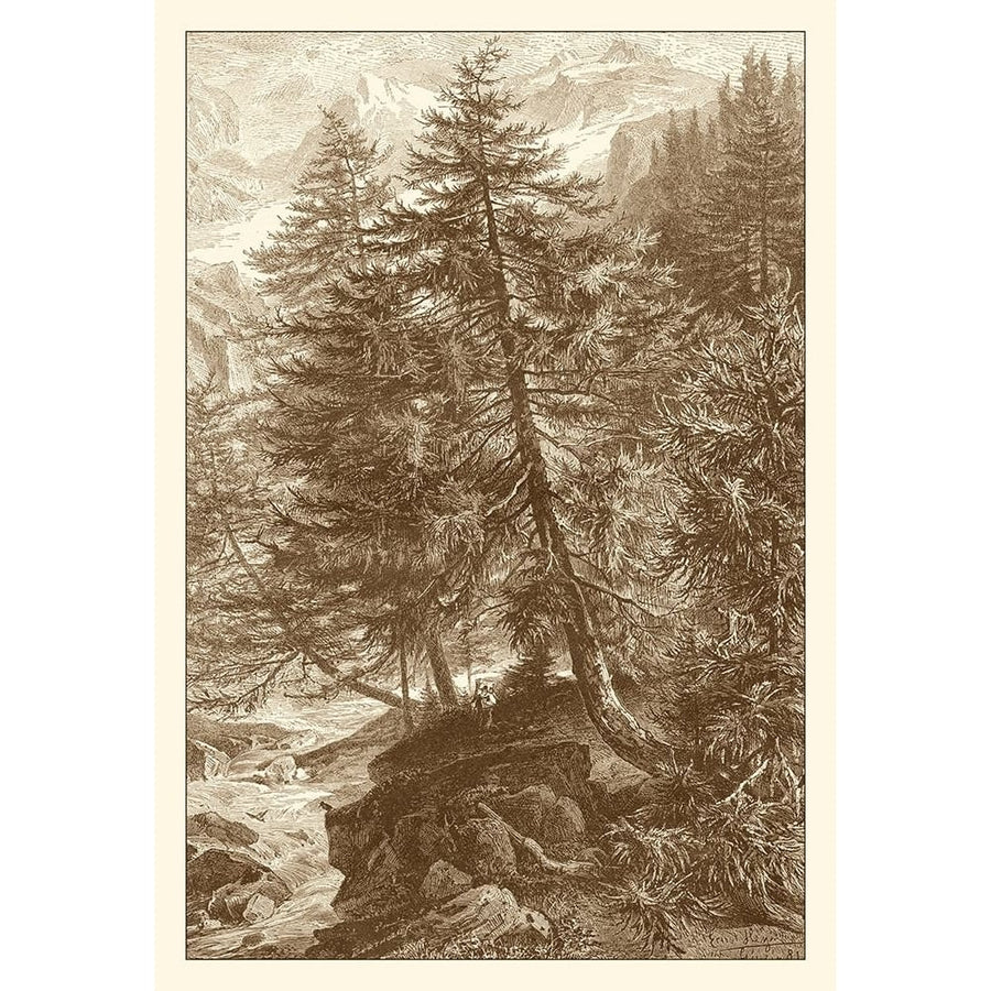 Sepia Larch Tree Poster Print - Ernst Heyn-VARPDX57924Z Image 1