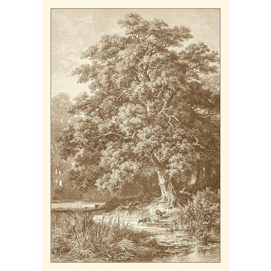 Sepia Oak Tree Poster Print - Ernst Heyn-VARPDX57925Z Image 1