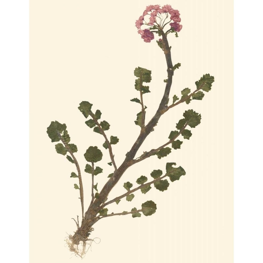 Pressed Botanical II Poster Print - Studio Vision-VARPDX57938Z Image 1