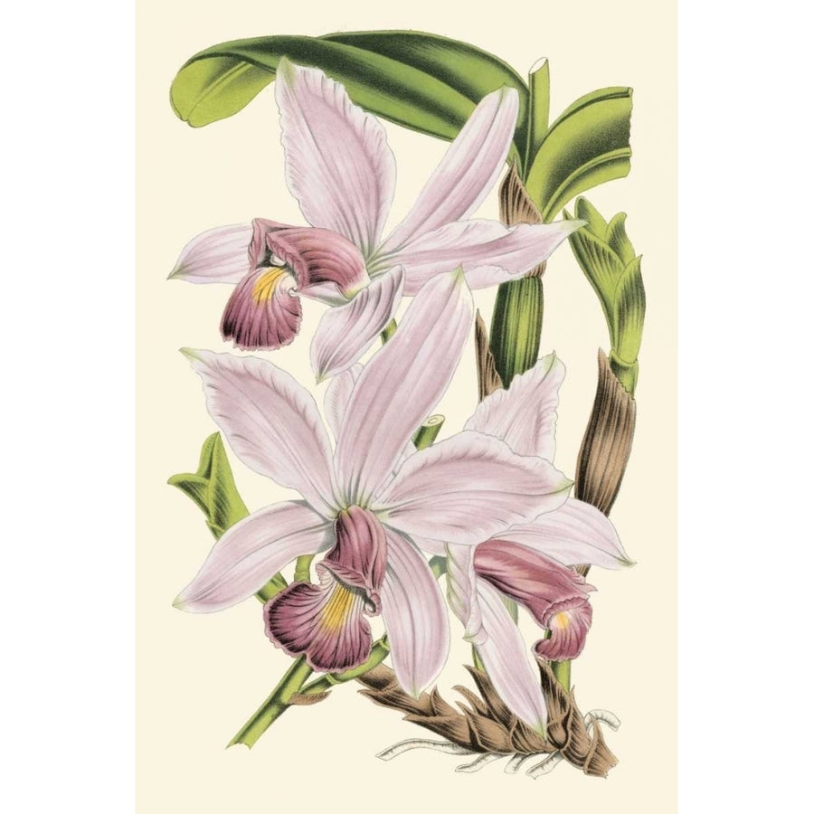 Delicate Orchid I Poster Print - Studio Vision-VARPDX57941Z Image 1