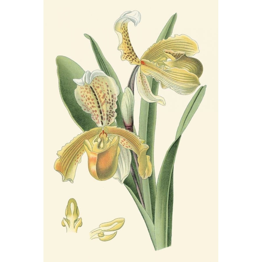 Delicate Orchid IV Poster Print - Studio Vision-VARPDX57944Z Image 1