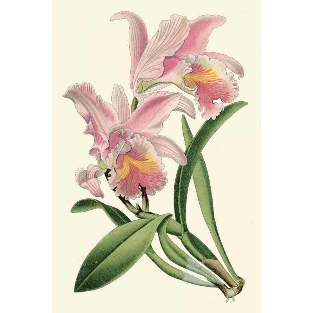 Delicate Orchid III Poster Print - Studio Vision-VARPDX57943Z Image 1