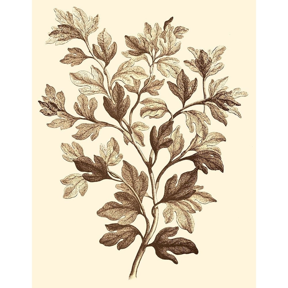 Sepia Munting Foliage I Poster Print - Abraham Munting-VARPDX57988Z Image 1