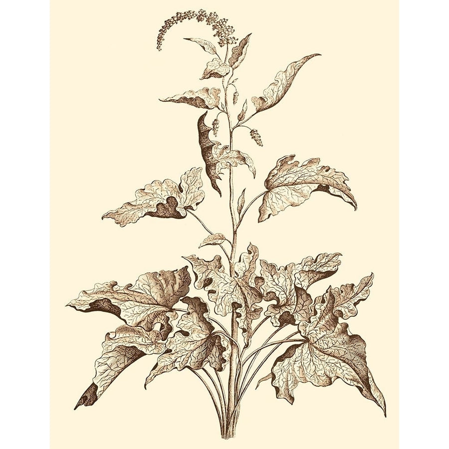 Sepia Munting Foliage II Poster Print - Abraham Munting-VARPDX57989Z Image 1