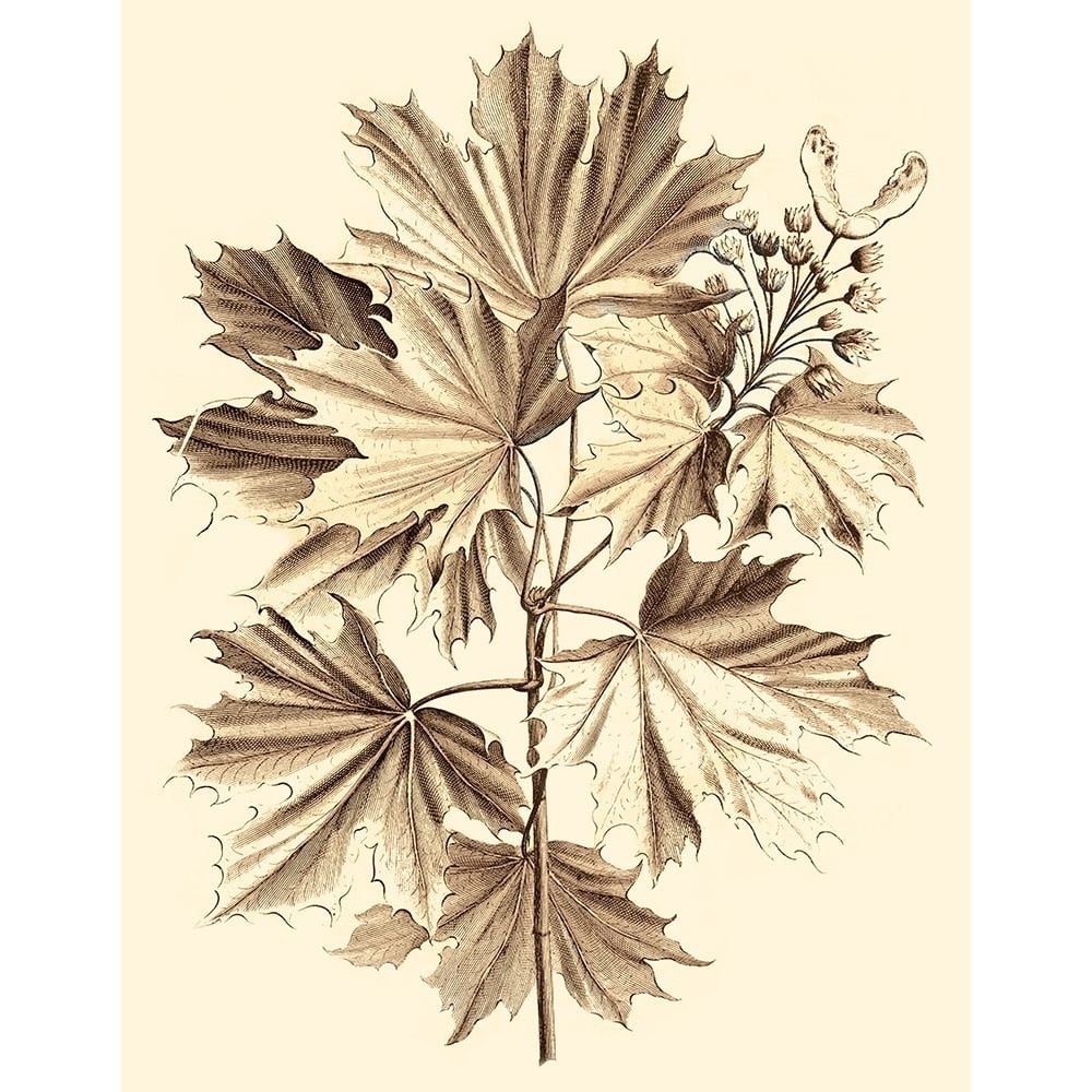 Sepia Munting Foliage V Poster Print - Abraham Munting-VARPDX57992Z Image 1